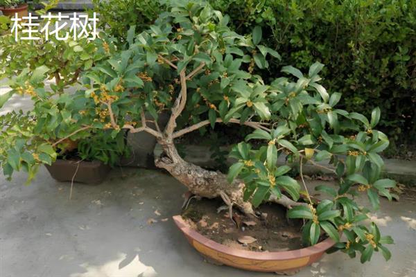 北方庭院适合种哪些树，适合种桂花树、山楂树等