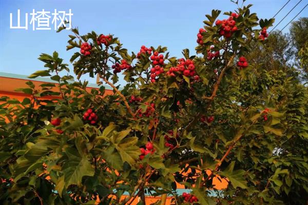 北方庭院适合种哪些树，适合种桂花树、山楂树等