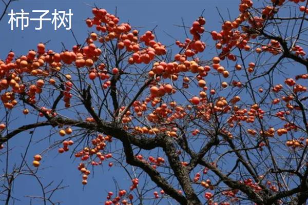 北方庭院适合种哪些树，适合种桂花树、山楂树等
