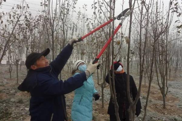 北方庭院适合种哪些树，适合种桂花树、山楂树等
