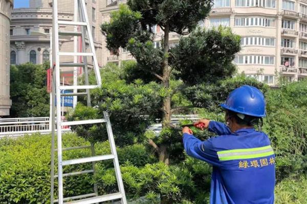 北方庭院适合种哪些树，适合种桂花树、山楂树等