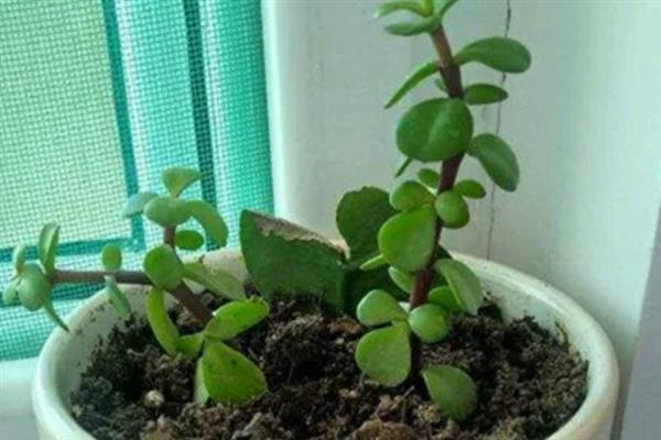 直接把金枝玉叶插在土里能否存活，扦插后浇水保湿可提高成活率
