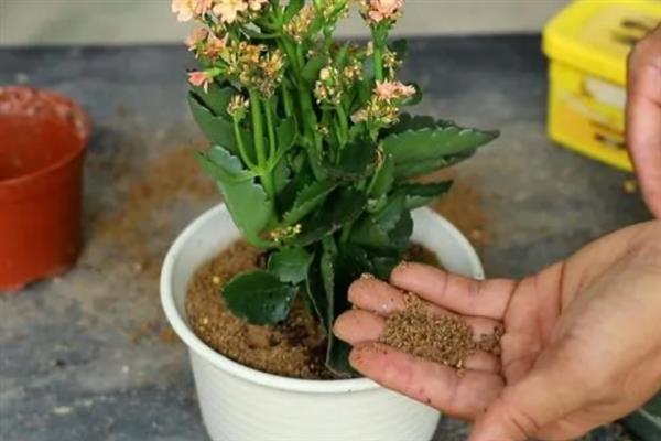 11月份能不能给长寿花换盆，换盆后会影响植株正常开花