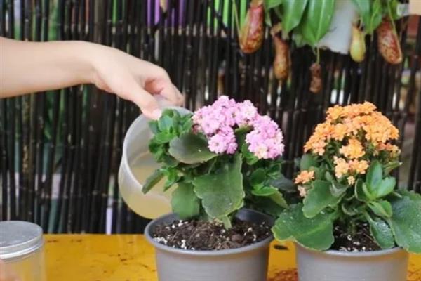 11月份能不能给长寿花换盆，换盆后会影响植株正常开花