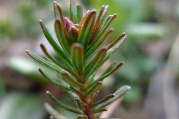 松毛翠的种植方法，长到1厘米左右进行移栽