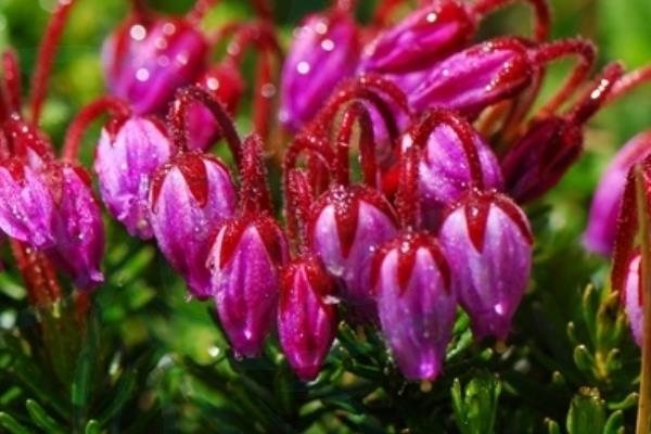 松毛翠的种植方法，长到1厘米左右进行移栽