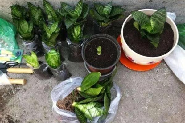 春季怎么养虎皮兰，遵循不干不浇、浇则浇透的原则
