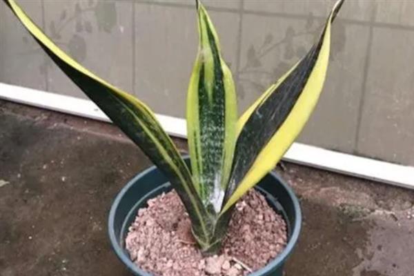 春季怎么养虎皮兰，遵循不干不浇、浇则浇透的原则