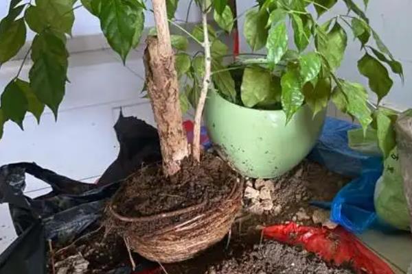 幸福树的养殖方式，生长期每隔3-5天浇灌一次透水