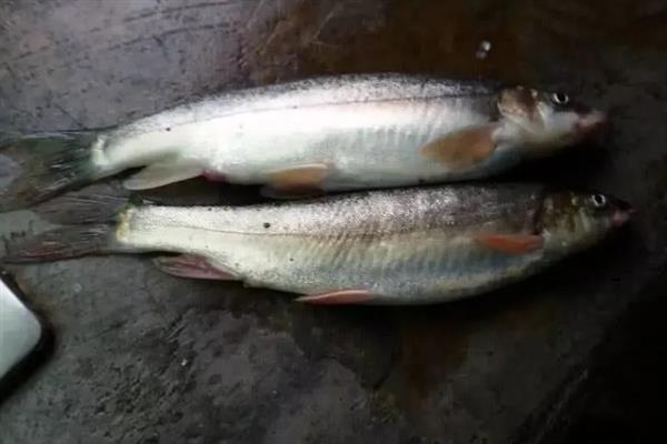 细鳞鱼怎么养殖，根据鱼种规格决定放养密度