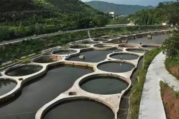 细鳞鱼怎么养殖，根据鱼种规格决定放养密度