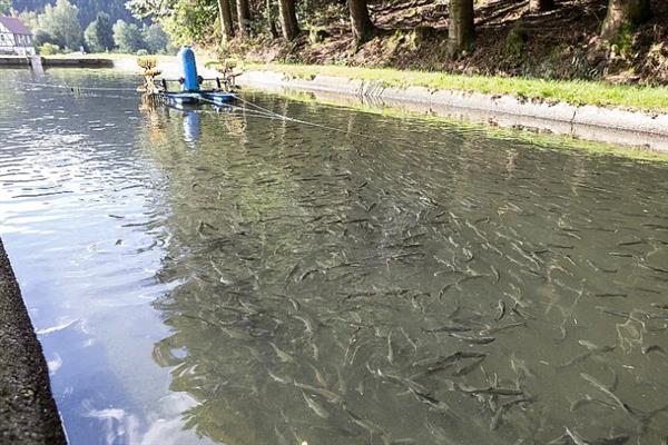 细鳞鱼怎么养殖，根据鱼种规格决定放养密度