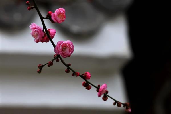 梅花有什么花语，代表坚强、高雅、忠贞等含义