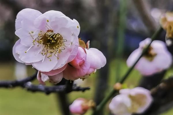 梅花有什么花语，代表坚强、高雅、忠贞等含义