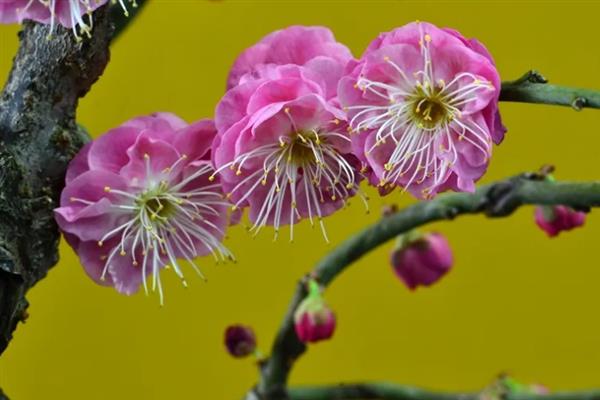 梅花有什么花语，代表坚强、高雅、忠贞等含义