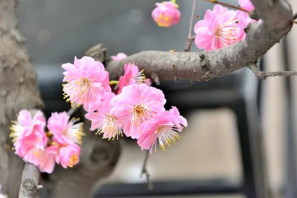 梅花有什么花语，代表坚强、高雅、忠贞等含义