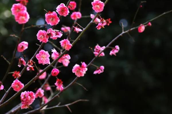 梅花有什么花语，代表坚强、高雅、忠贞等含义