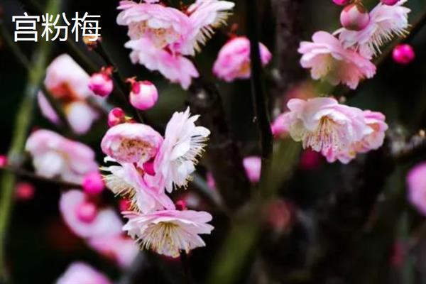 梅花有什么花语，代表坚强、高雅、忠贞等含义