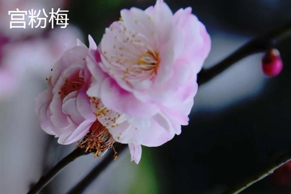 梅花有什么花语，代表坚强、高雅、忠贞等含义