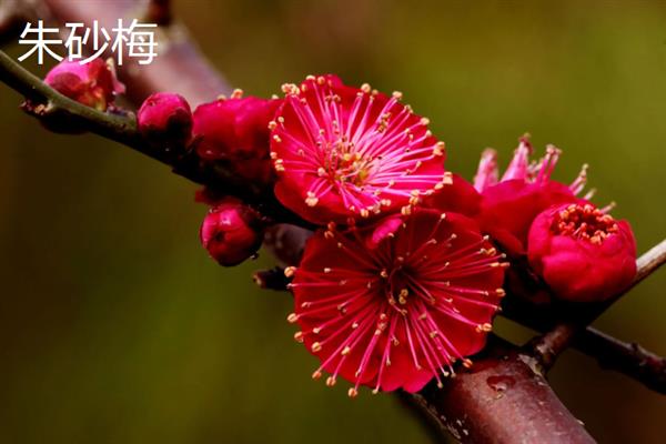 梅花有什么花语，代表坚强、高雅、忠贞等含义