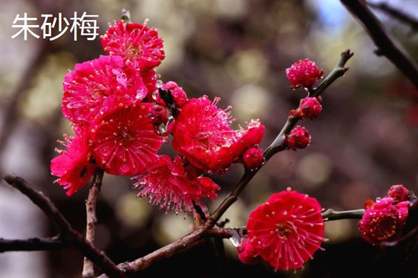 梅花有什么花语，代表坚强、高雅、忠贞等含义