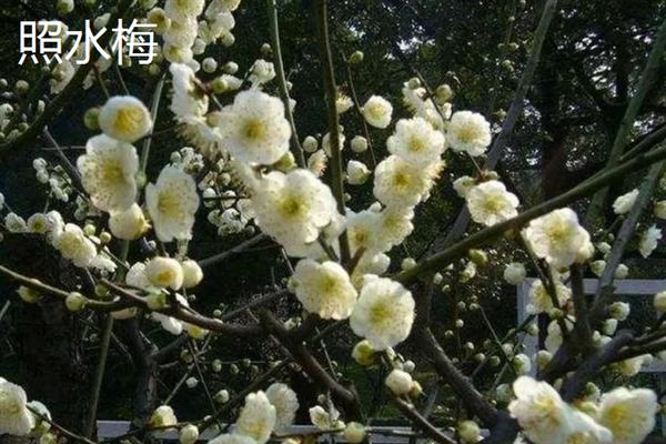 梅花有什么花语，代表坚强、高雅、忠贞等含义