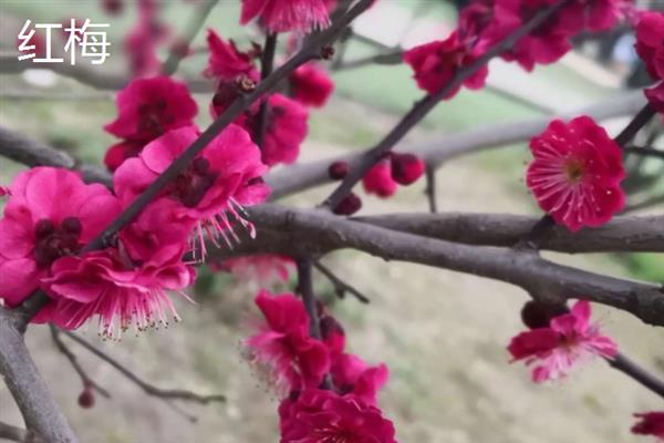梅花有什么花语，代表坚强、高雅、忠贞等含义