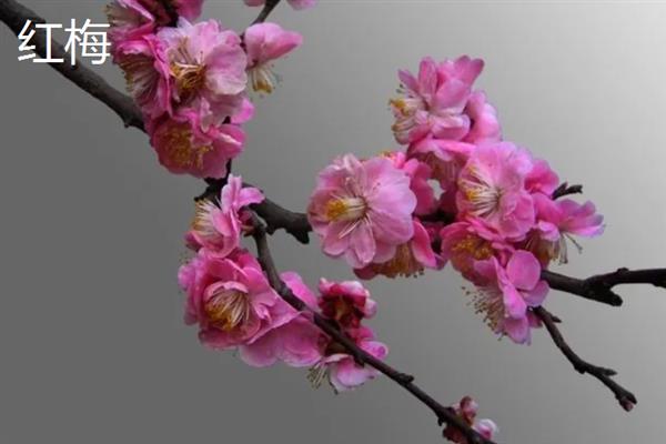 梅花有什么花语，代表坚强、高雅、忠贞等含义