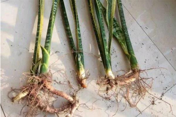 虎皮兰的养殖方式，生长期每隔10-15天追施一次肥料