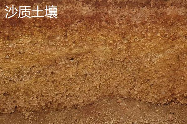 虎皮兰的养殖方式，生长期每隔10-15天追施一次肥料