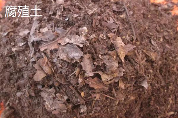 虎皮兰的养殖方式，生长期每隔10-15天追施一次肥料