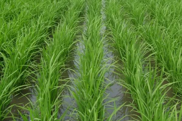 萍两优3248水稻品种简介，全生育期125.1天
