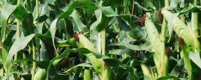 秋粒22玉米品种简介，每亩种植密度为4000株