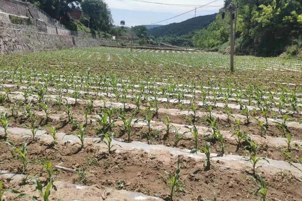 彩云2号玉米种子简介，两年平均生育期103.8天