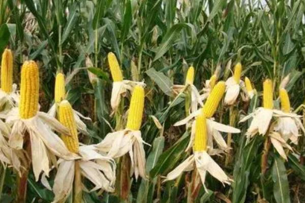 秋粒22玉米品种简介，每亩种植密度为4000株