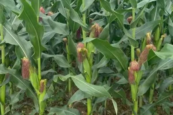 秋粒22玉米品种简介，每亩种植密度为4000株