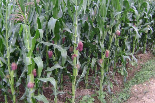 秋粒22玉米品种简介，每亩种植密度为4000株