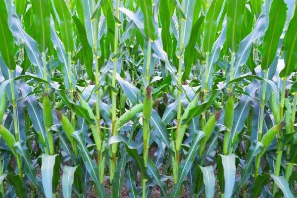 彩云2号玉米种子简介，两年平均生育期103.8天