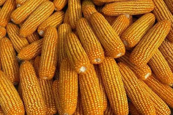 兴玉7号玉米品种的特性，出苗时主要注意防治地下害虫