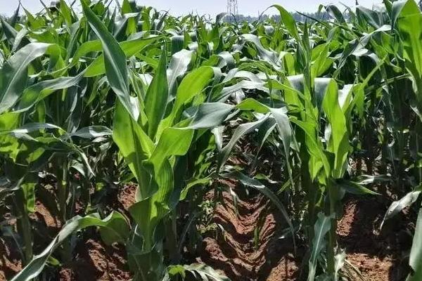 秦甜三号玉米种子特点,每亩适宜密度3500株