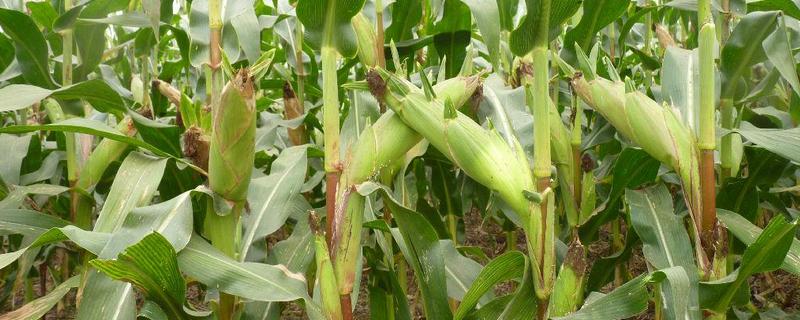 兴玉7号玉米品种的特性，出苗时主要注意防治地下害虫