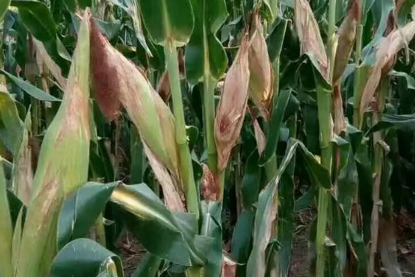 秦甜三号玉米种子特点,每亩适宜密度3500株