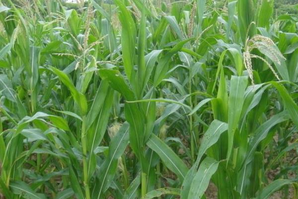 黄羊99玉米种子介绍,种植密度每亩4500株