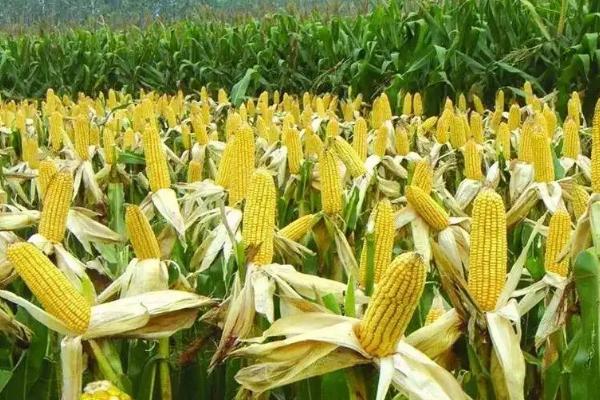 润丰619玉米种子特征特性,全生育期灌水3-4次