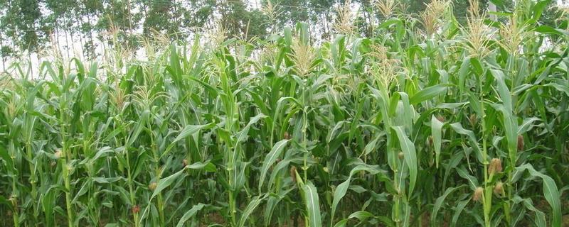 黄羊99玉米种子介绍，种植密度每亩4500株