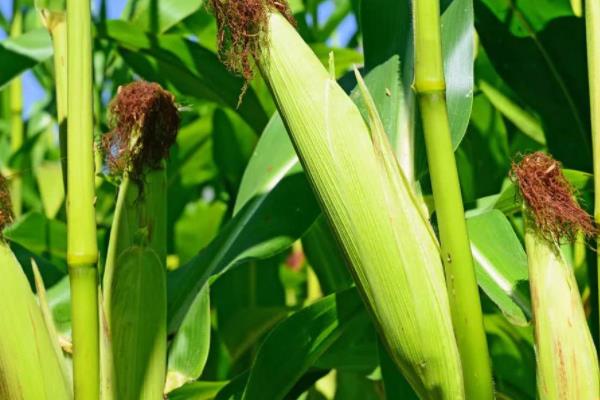 大槐99玉米品种简介，每亩适宜密度4500株