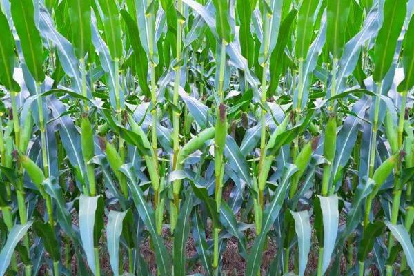 中农大319玉米种子特征特性,中抗小斑病