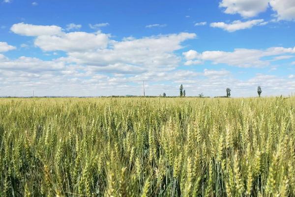 西黑88小麦种子特征特性，中抗纹枯病