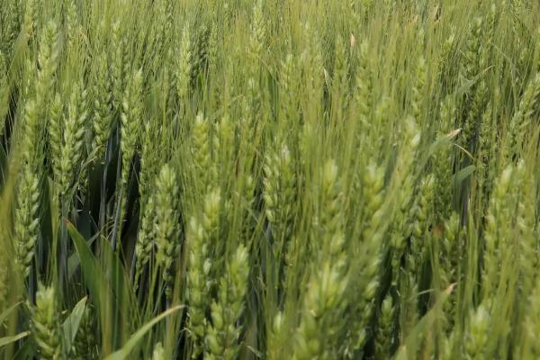 西黑88小麦种子特征特性，中抗纹枯病