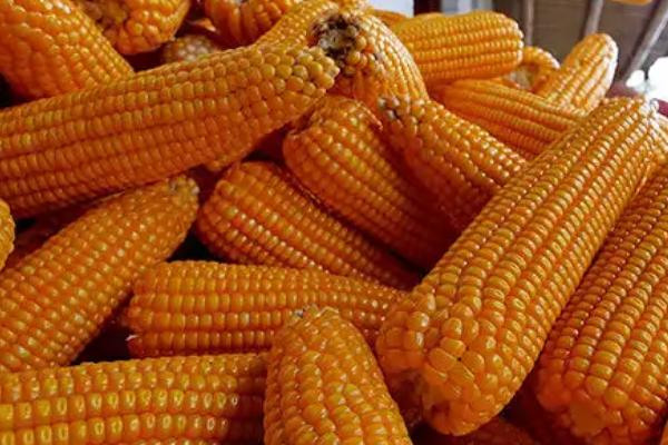 大槐99玉米品种简介，每亩适宜密度4500株